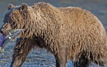 A bear in Ni''iinlii Njik