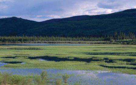 Wetland with mountains in the background