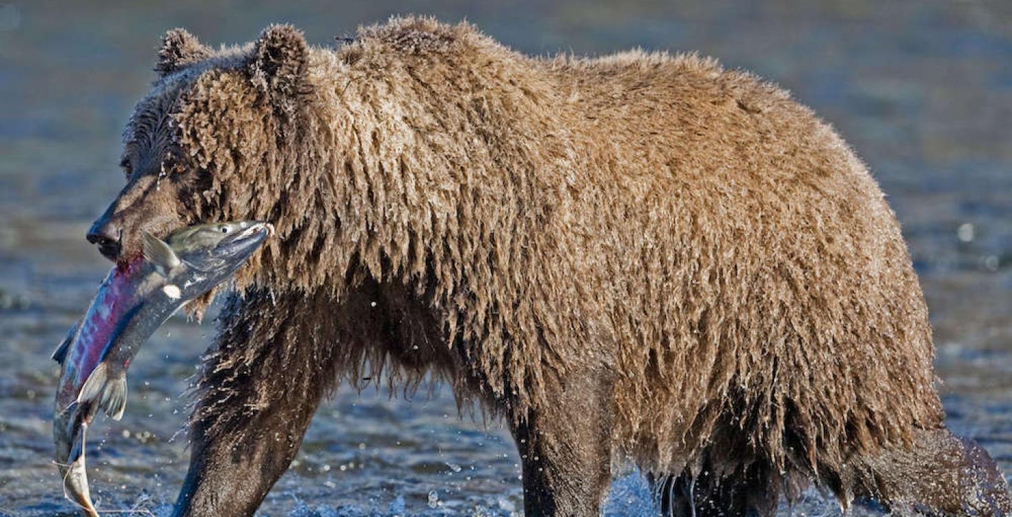 Un ours dans le parc territorial Ni''iinlii Njik (branche de pêche)