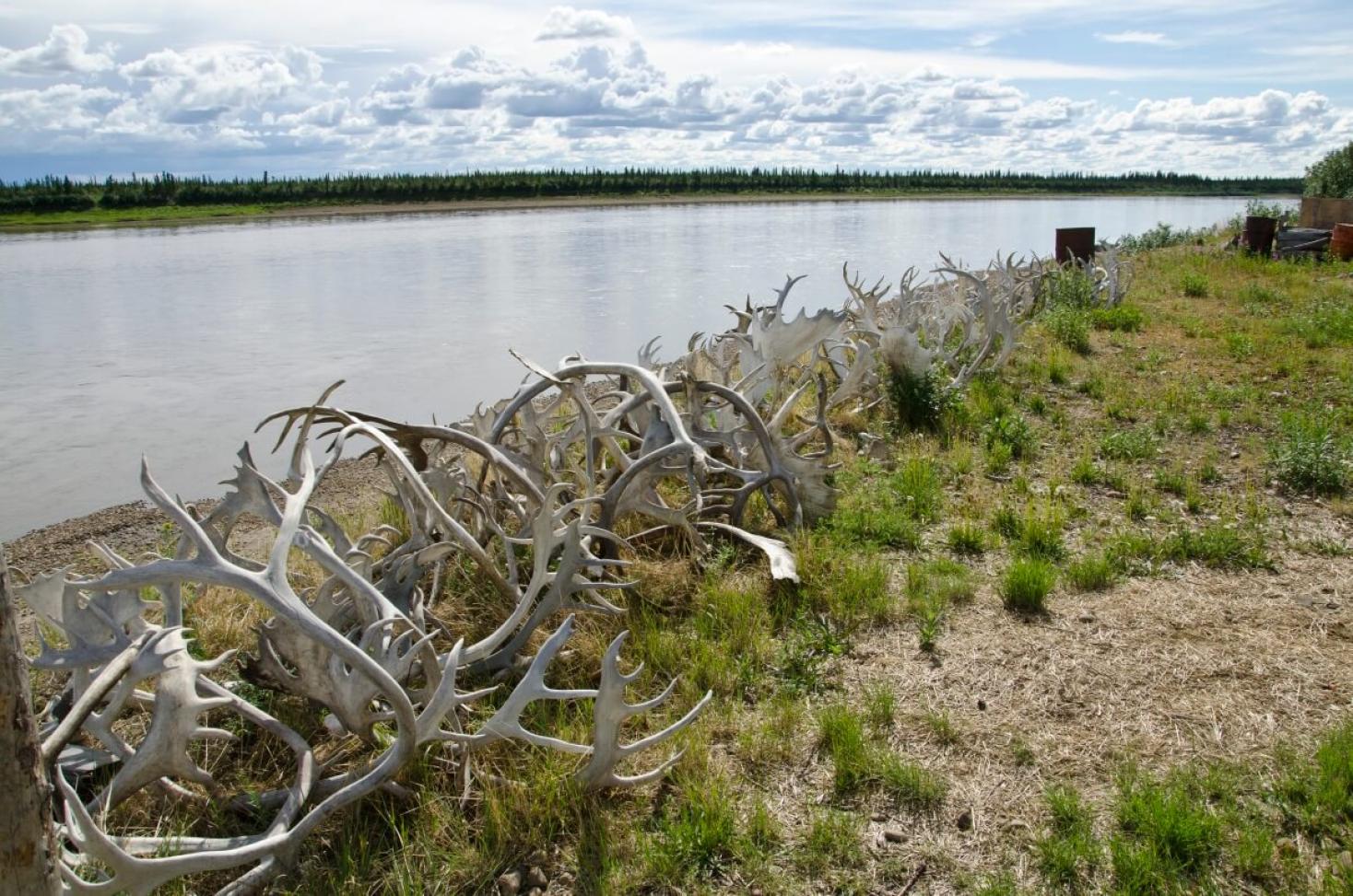 Caribou antlers on land in a pile near the banks of a river